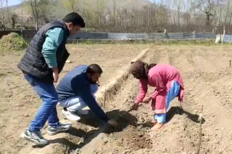 Agri Dept Distributes Potato Tubers Among Farmers: گاندربل میں کسانوں کو اعلیٰ کوالٹی آلو کے بیج فراہم