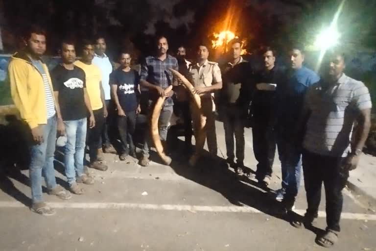 elephant ivory trade three arrest