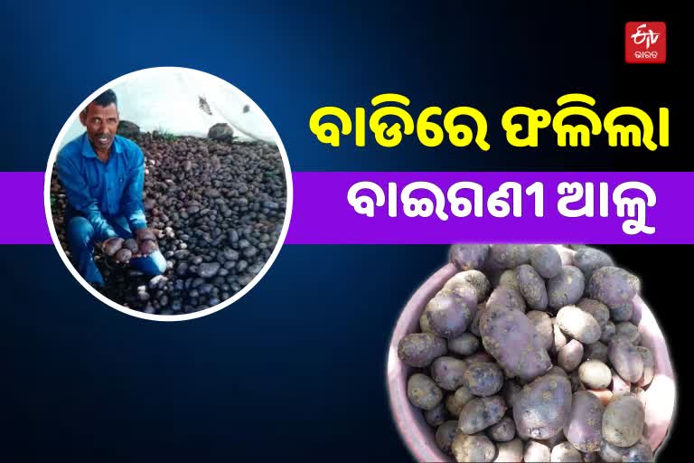 Innovative farming: ବାଡିରେ ଫଳିଲା Purple ଆଳୁ, ଭରି ରହିଛି ପୋଷକ ତତ୍ତ୍ବ