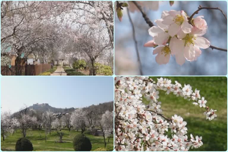 almond-blossoms-attract-tourists-in-srinagars-badamwari-garden