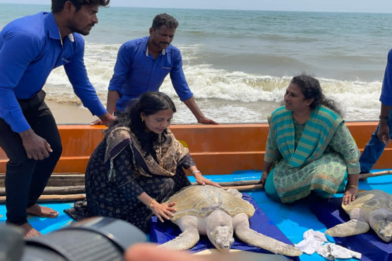 காயம்பட்ட கடல் ஆமை- ஓராண்டுக்கு பின் கடலில் விடுவிப்பு