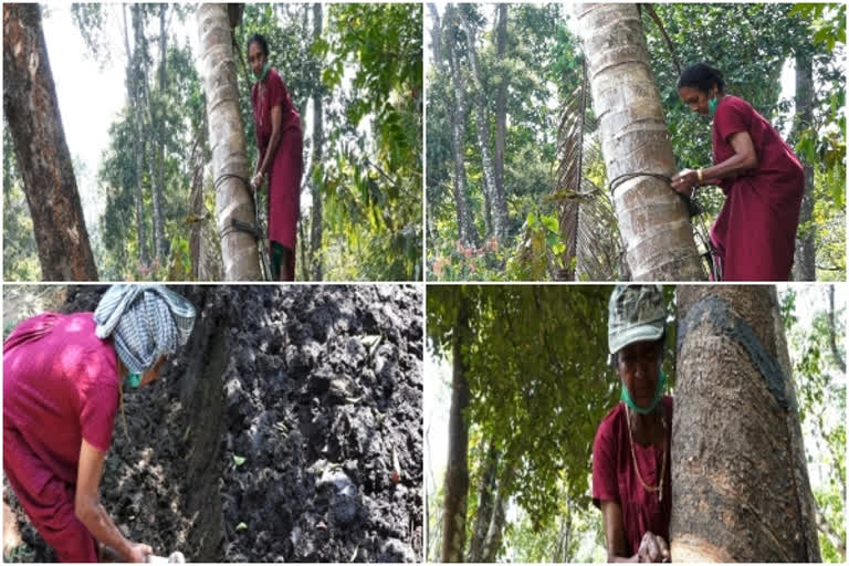 At 68, coconut tree climbing is not a big task for Mariamakutti