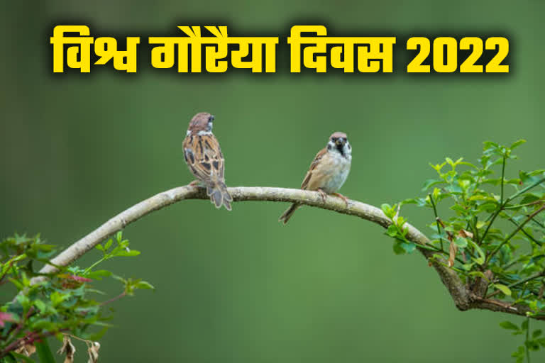 World Sparrow Day 2022
