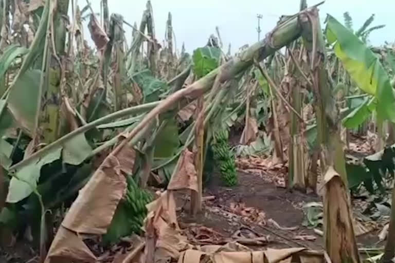 Loss to banana farmers with sudden rain in kurnool