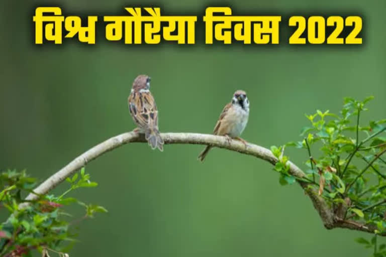 World Sparrow Day 2022