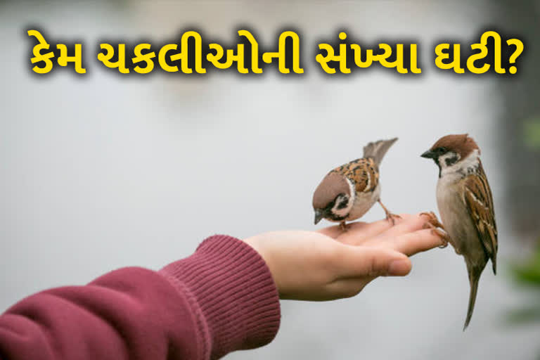 ઘર ઘરના પક્ષીને બચાવવા માટે ઉજવાઈ છે 'વિશ્વ ચકલી દિવસ'