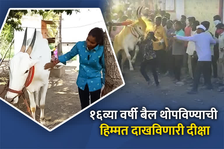 16 Years old girl Diksha dared to ride a bullock cart in Pimpri Chichwad