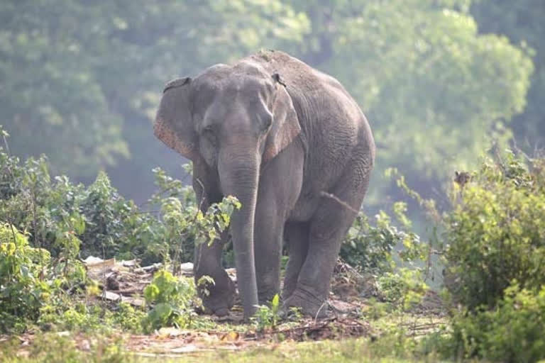 Eight year old Chhattisgarh girl killed in elephant attack after venturing into forest