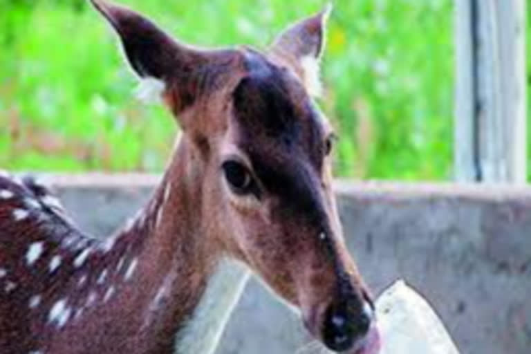 Deer deaths on IIT Chennai campus not due to anthrax, says vet