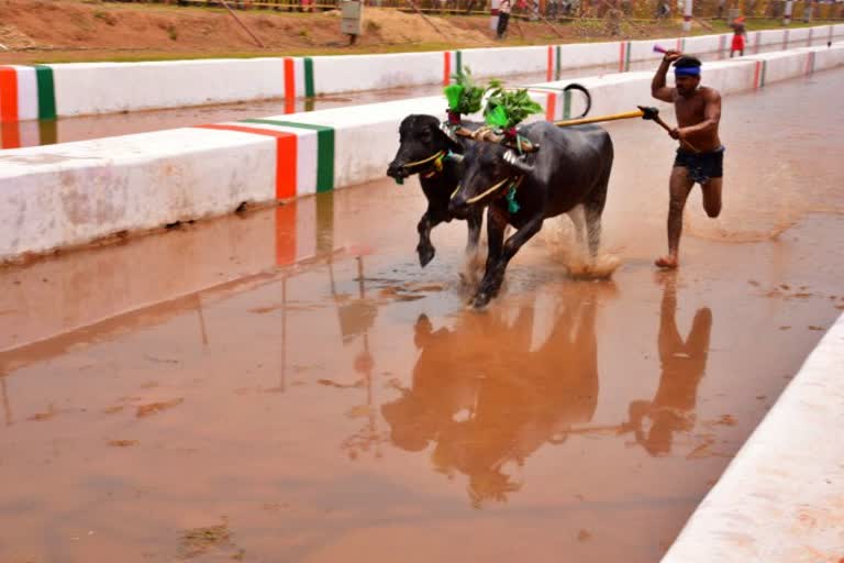 buffalo-race-in-puttur-dakshina-kannada