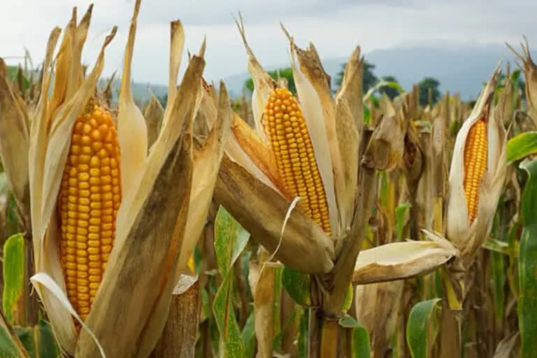 Bangladesh has imported maize worth USD 345.5 million in the first ten months of the current fiscal, while Nepal's import stood at USD 132.16 million during this period