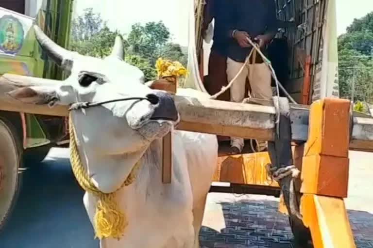 Youth dies after being hit by bullock cart in dumka