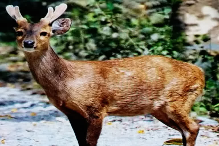 declining numbers of hog deer