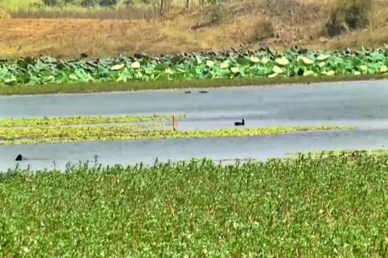 ಹೊಸಳ್ಳಿ ಕೆರೆ