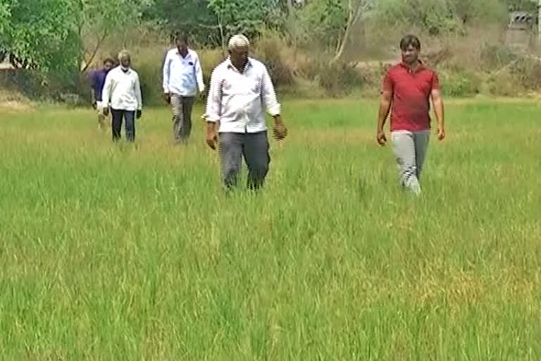 Crops Dried in Choppadandi