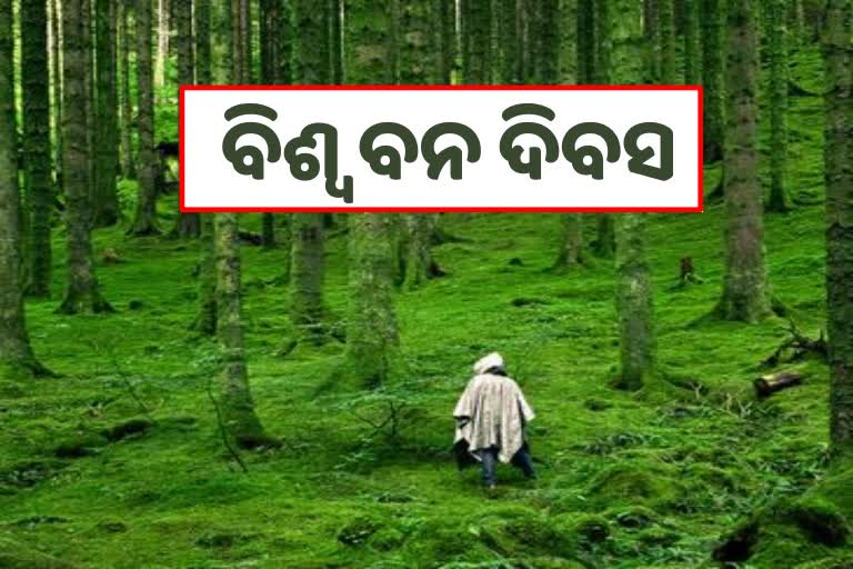 International Forest Day 2022: ଅମୂଲ୍ୟ ସମ୍ପଦ ଜଙ୍ଗଲ, ଗଛ ଲଗାନ୍ତୁ ଜୀବନ ବଞ୍ଚାନ୍ତୁ