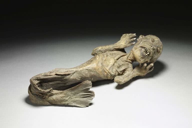 mermaids in japan, mummified mummy 300 year old, are mermaids real, mermaid mummy, human fish creature, mermaid mummy the conversation