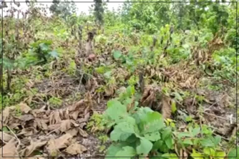 Trees Cutting in Pratapgarh