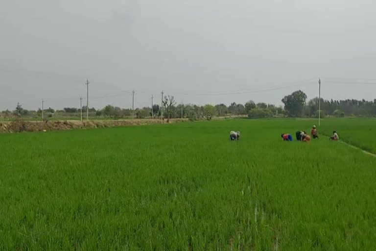 paddy crop growing farmers in kolara