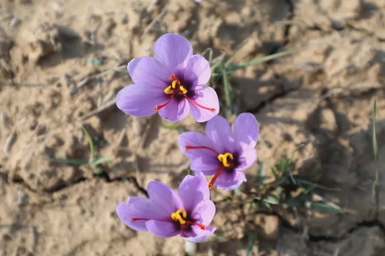 Saffron Boom in Kashmir