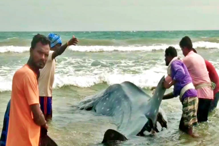 A huge whale trapped in a fisherman's ne