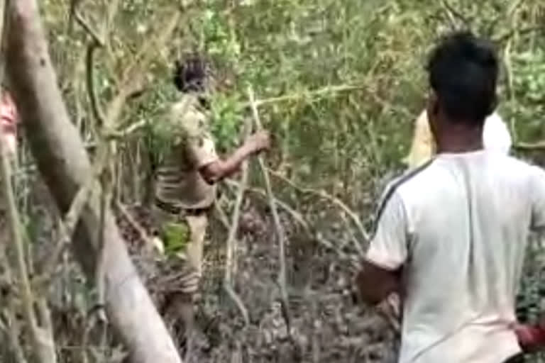 Tiger Comes Out in South Kashiabad of Sundarbans