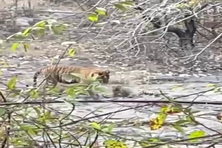 Sawai madhopur tiger vs leopard video