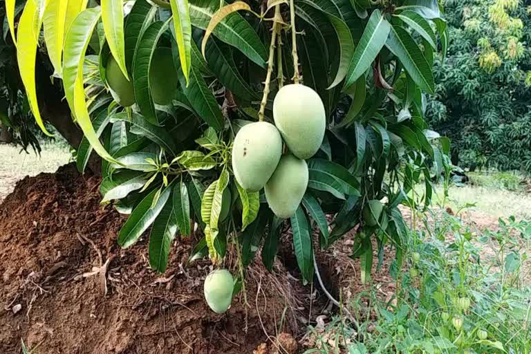Mango production in Valsad: વલસાડમાં કેરીનું ઉત્પાદન ઘટ્યું, આ વખતે કેરીના ભાવમાં થઈ શકે છે વધારો