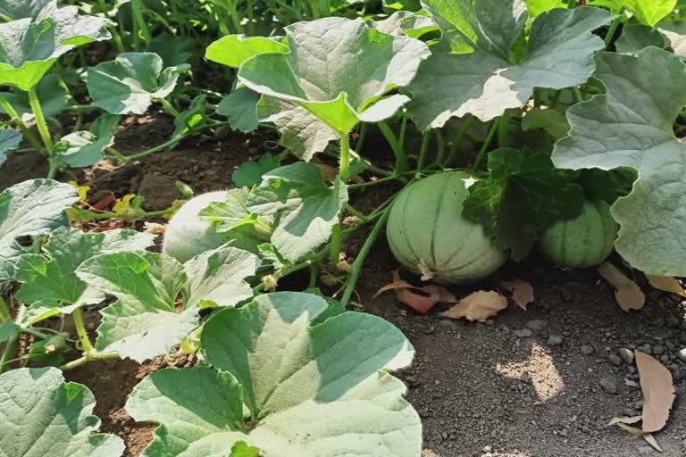 Muskmelon Farming In Kutch: કચ્છના પ્રગતિશીલ ખેડૂતો દ્વારા ડુંગરાળ વિસ્તારમાં સક્કરટેટીનું સફળ વાવેતર