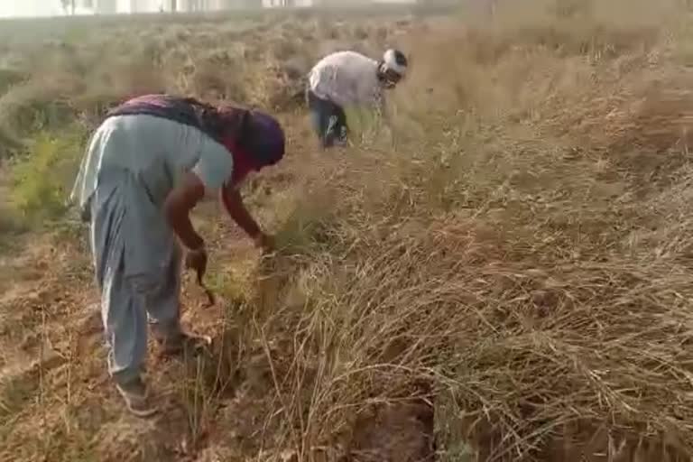 Bhiwani mustard crop