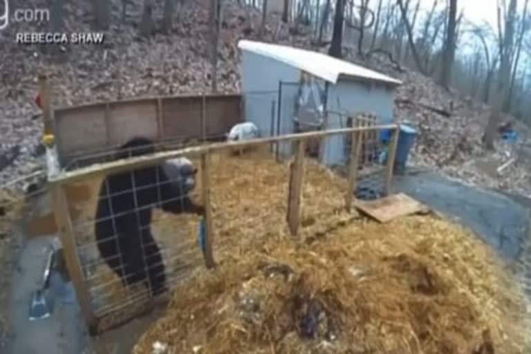 Watch: Pigs Fight Off Bear That Entered Their Enclosure In US