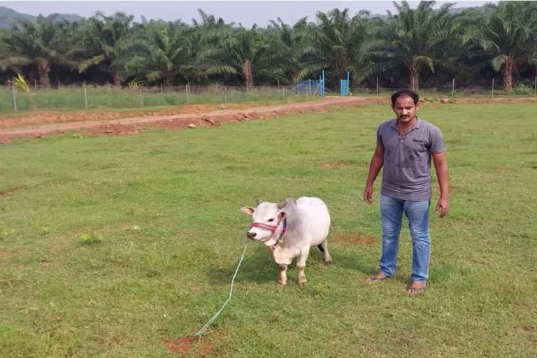 punganur cow breed in Andhra Pradesh