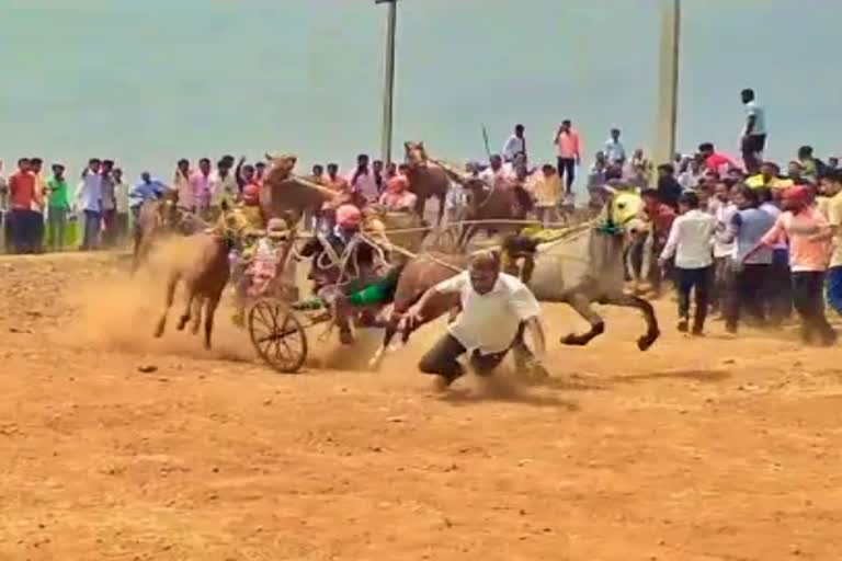 people-injured-by-horses-in-chikkodi