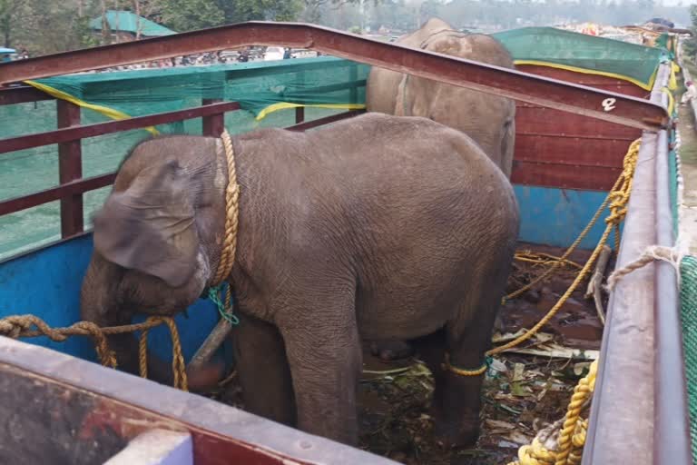 Elephant Rescued in Jalpaiguri