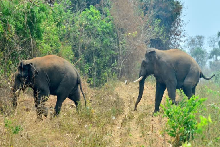 கேரளாவில் அடம்பிடிக்கும் யானை கூட்டம்