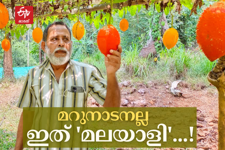 kodanchery gag fruit farming  വിയറ്റ്‌നാമിന്‍റെ ഗാഗ് പഴം കോഴിക്കോടിന്‍റെ മലയോര മണ്ണിലും  വിയറ്റ്‌നാമിന്‍റെ ഗാഗ് പഴം വിളയിച്ച് കോഴിക്കോട് കോടഞ്ചേരി സ്വദേശിയായ ആലക്കൽ ജോസഫ്  കോഴിക്കോട് ഇന്നത്തെ വാര്‍ത്ത  kozhikode todays news  gag fruit farming of kodanchery native alakkal joseph