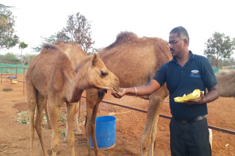 Camel Milk Tea in Coimbatore