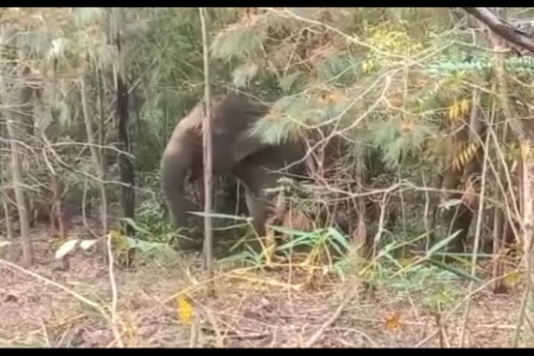 Elephants On Ghat Road