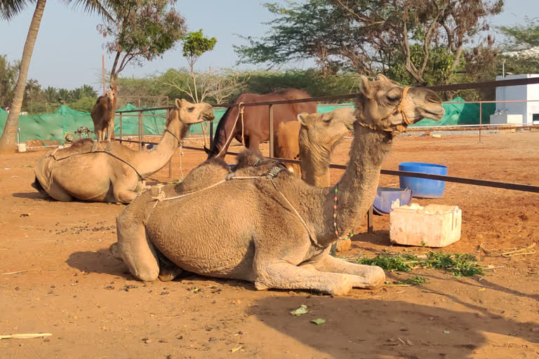 First Time in South India..Experience Camel Milk Tea in Coimbatore