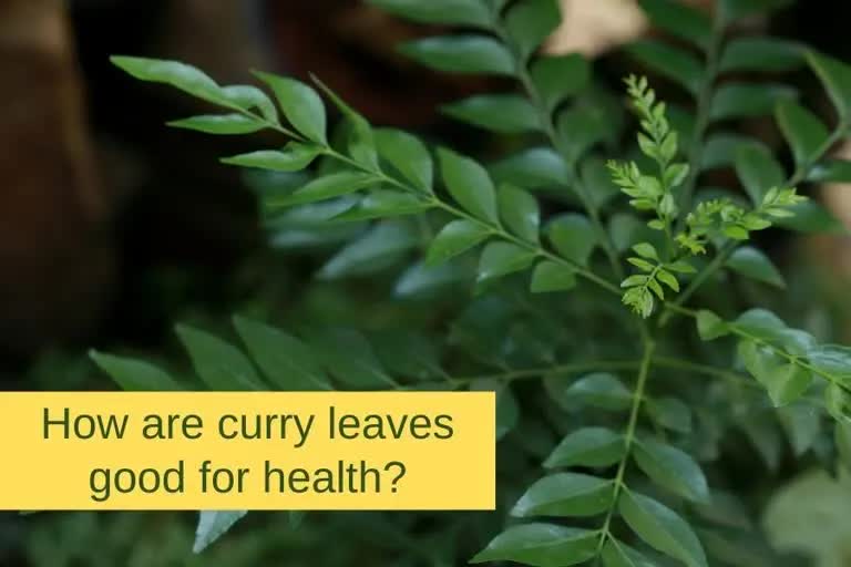 curry leaves Benefits: મીઠો લીમડો ફાયદાઓનો ખજાનો છે