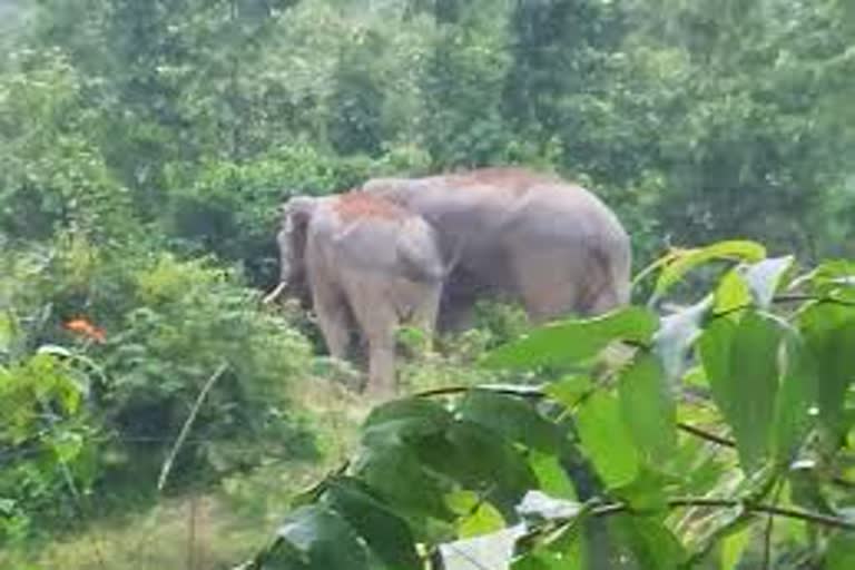 Elephants terror in Balod