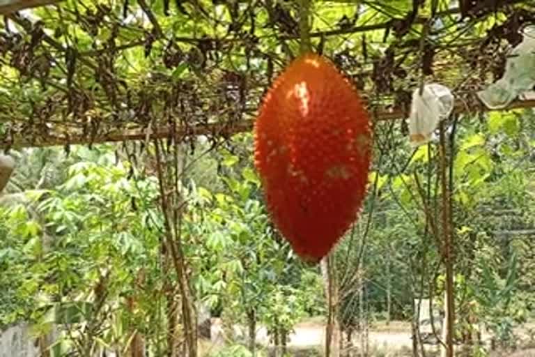Gac fruit Cultivation