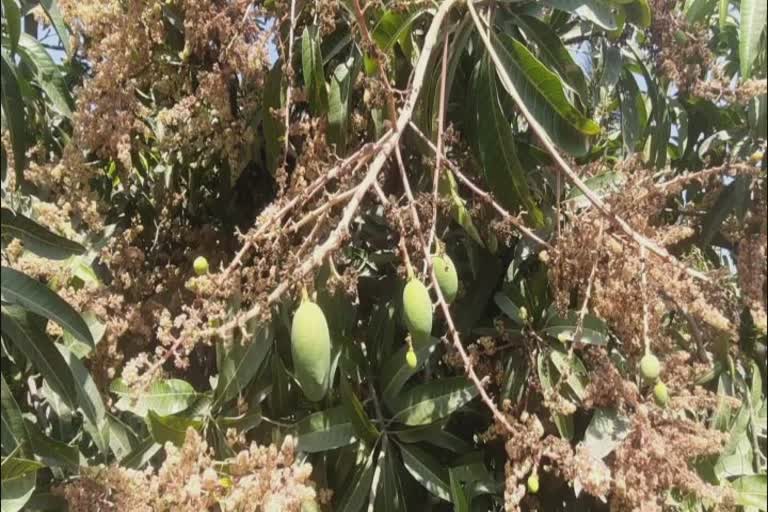 Mango Production in Gir Somnath: વાવાઝોડાની અસરના કારણે ગીરમાં કેરીનું ઉત્પાદન ઘટે તેવી શક્યતા