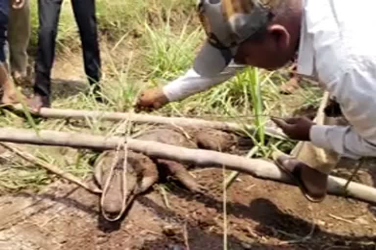 Crocodile in well