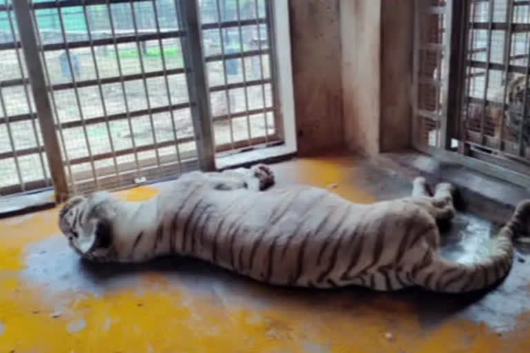 Female White tiger dies at Vandalur zoo in Tamil Nadu