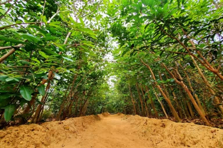 Land degradation in the country has increased to 97.84 million hectares in 2018-19 from 96.32 million hectares in 2011-13, Minister of State for Environment Ashwini Kumar Choubey told the Rajya Sabha on Thursday.