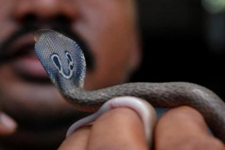 Chinese man bitten by venomous snake