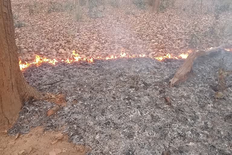 Surguja forest fire became a challenge