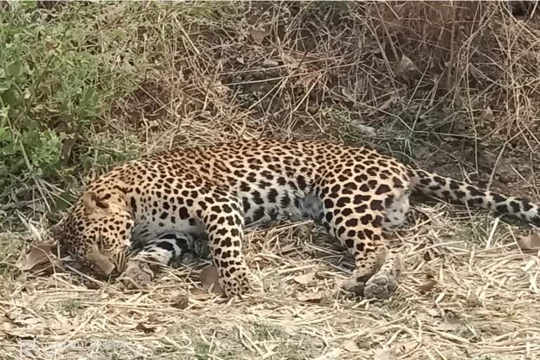 Pregnant female leopard dies in Dhamtari