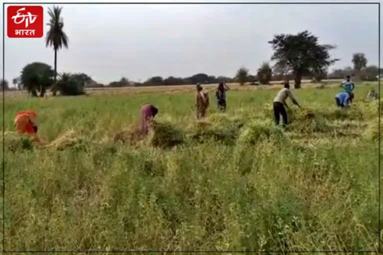 Farmers Living on Border in Pratapgarh of Rajasthan